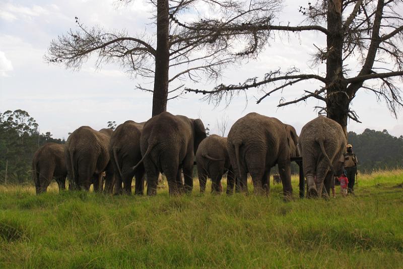 Elephant Sanctuary (21).jpg